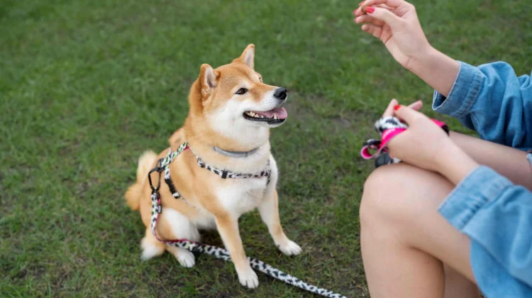 Guru Besar UGM Luruskan Isu Coronavirus Anjing