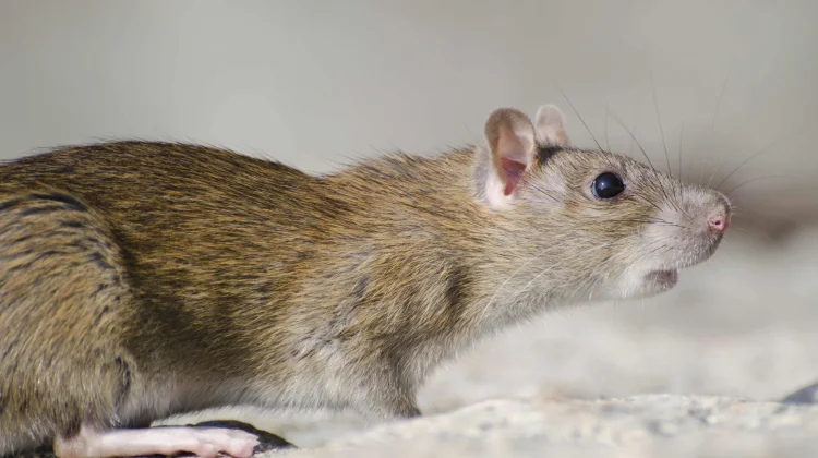 Sering Dianggap Sepele, Leptospirosis Bisa Mematikan