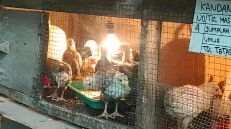 Peternak Rozak Bangun Ekosistem Ayam Semi-Organik Dari Mesin Tetas Triplek