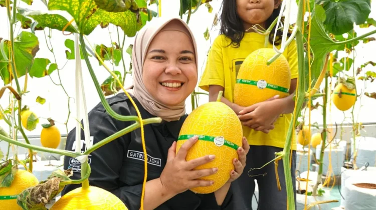 Manisnya Ngabuburit di Lumbung Mataraman Bulak Peni dengan Petik Melon Kirin