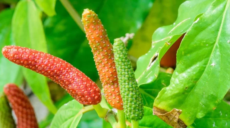 Mengenal Cabe Jawa, Tanaman Rempah Asli Indonesia