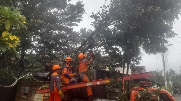 Hujan Angin Sebabkan Pohon Sawo Kecik di Gondokusuman Tumbang