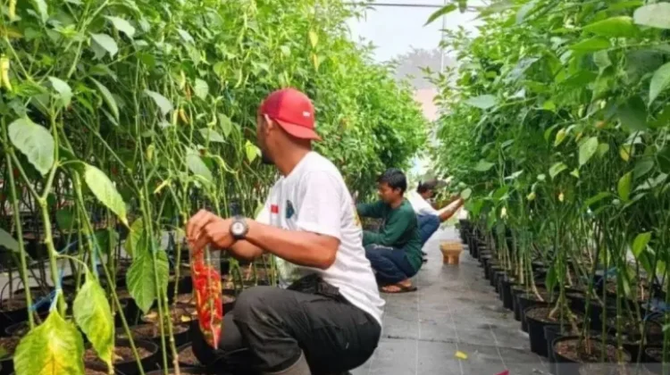 Urban Farming Solusi Ketahanan Pangan dan Pengelolaan Sampah Kota