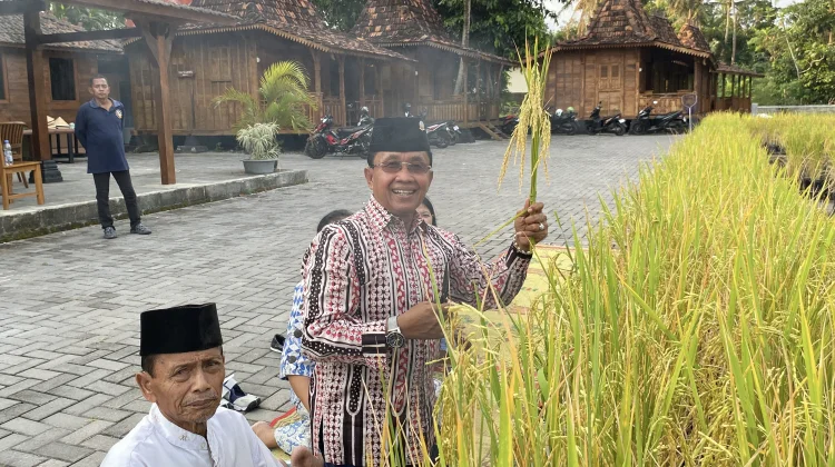 Tradisi Wiwit, Syukur Petani dan Inovasi Tanam Padi di Galon Bekas