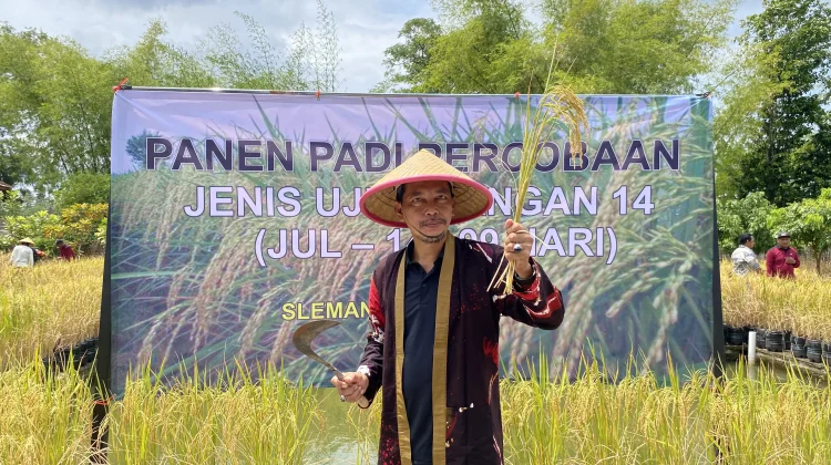 Replikasi Padi Galon "JUL 14" Dongkrak Ketahanan Pangan