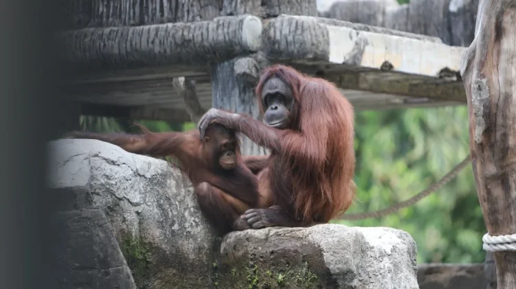 Berstandar Internasional, GL Zoo Cetak Puncak Libur Lebaran 11 Ribu Wisatawan