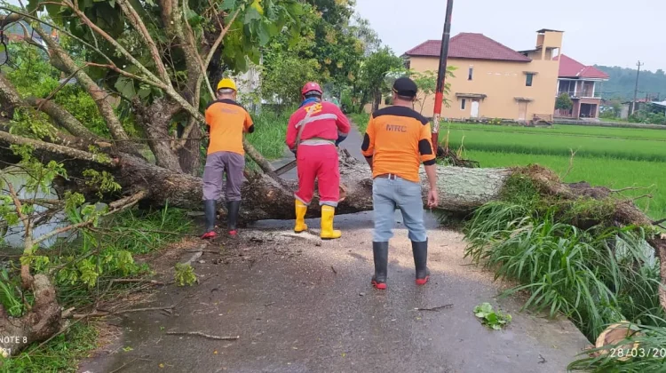 Imbas Hujan Deras, Genting Beterbangan hingga Pohon Tumbang di Prambanan