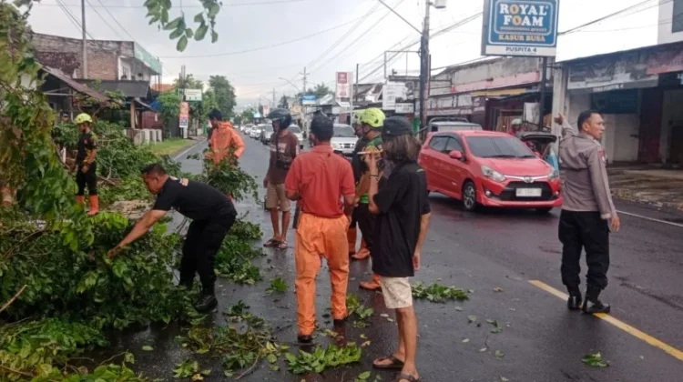 Cuaca Ekstrem, Sebuah Pohon Tumbang di Panggungharjo Sewon