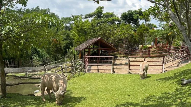 Perkuat Ciri Khas, Jogja Exotarium Mini Zoo Andalkan Konsep Edukasi dan Alam Terbuk