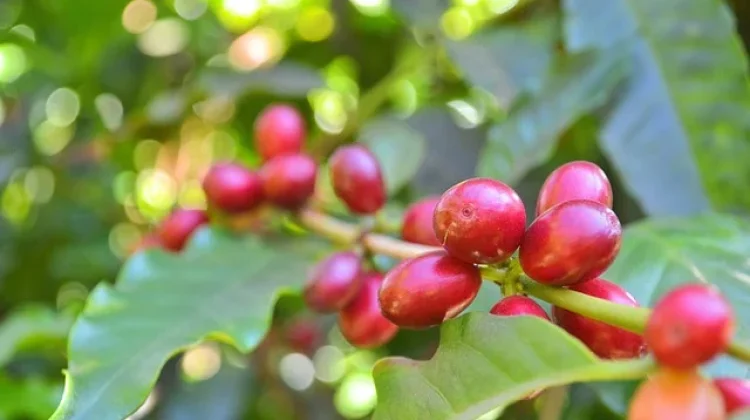 Jaga Kualitas Kopi Merapi, Pemda DIY Lakukan ini