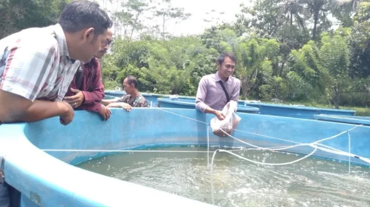 Cara agar Lele Tumbuh Optimal, Ini Strateginya