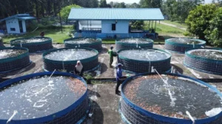 Rahasia Panen Optimal Budidaya Ikan Sistem Bioflok