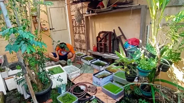 Ini 4 Kunci Sukses Budidaya Ikan Guppy Hanya Berbekal Ember