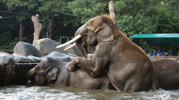 Penuhi Standar Asosiasi Kebun Binatang Dunia, Ini yang Dilakukan GL Zoo