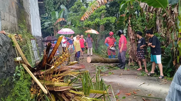 imbas Angin Hujan Angin, Dua Kapanewon Terdampak Pohon Tumbang