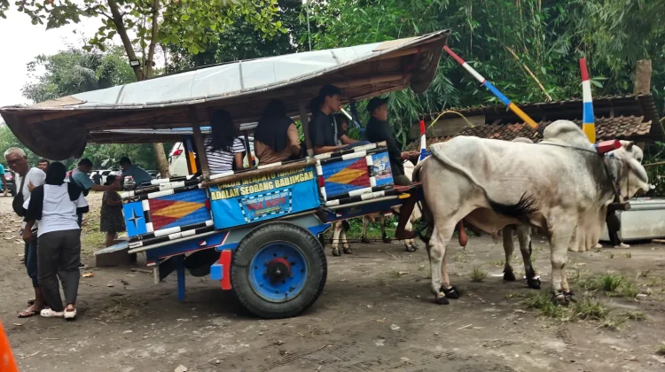 Gerobak Sapi Jadi Magnet Utama Desa Wisata Palgading