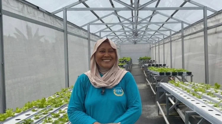 Geliat Ekonomi Hijau Aktiva Jaya Mampu Hasilkan Panen Bernilai Juta Rupiah