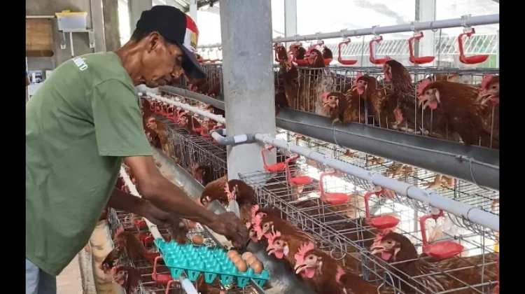 Ternak Ayam Aktiva Jaya Mampu Hasilkan 520 Butir Telur Omega Per Hari