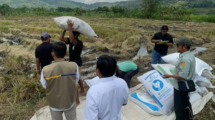 Bulog DIY Serap 101.000 Ton Gabah, Pastikan Harga Layak di Tingkat Petani