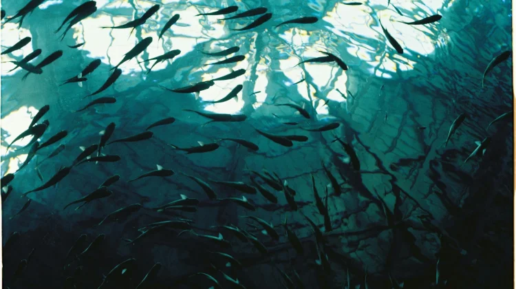 Ancaman Ikan Sapu-sapu di Sungai