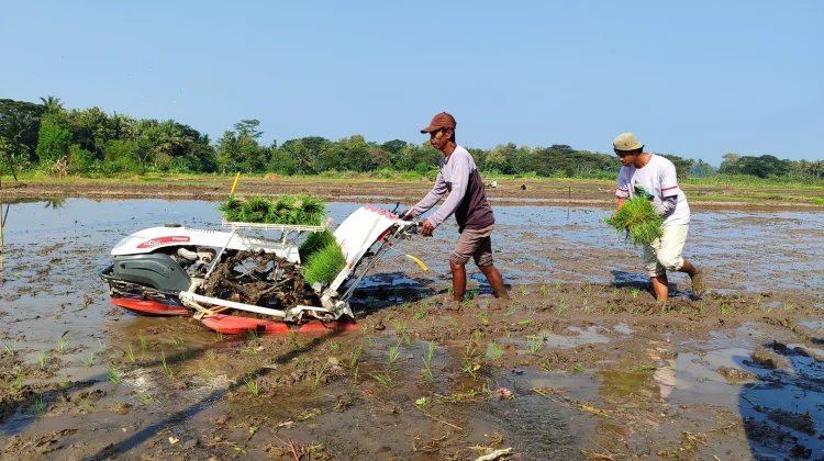Padi dan Jagung Paling Rentan pada Suhu Ekstrem Pancaroba