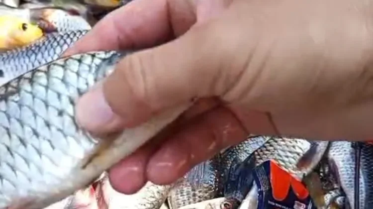 Diduga Keracunan Limbah, Sejumlah Ikan di Sungai Belik Mati