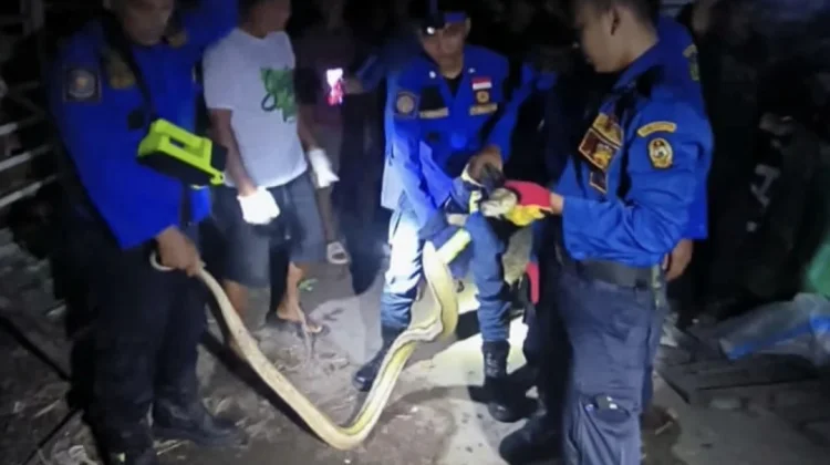 Diduga Peliharaan Lepas, Ular Piton Langka Masuk Kandang Warga Jetis