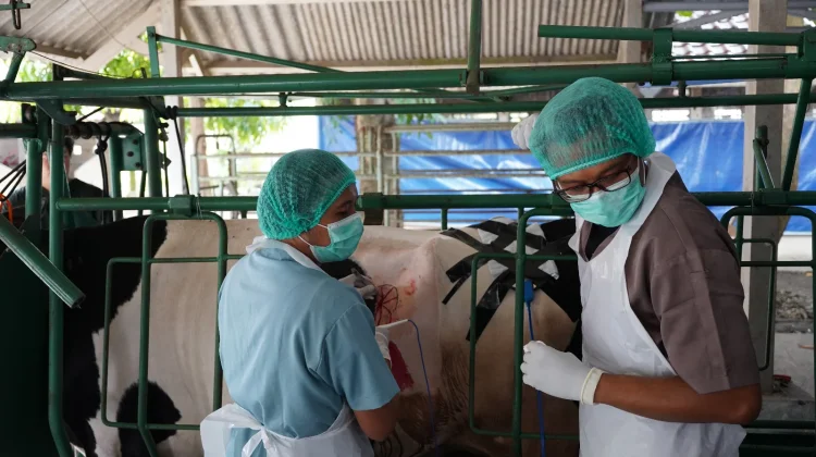 Fapet UGM Kembangkan Laboratorium Hidup Fistula Sapi Perah Bersama FKH