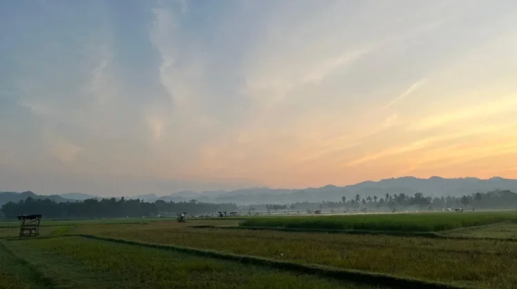 Minat Petani Asuransikan Lahan Padi di Gunungkidul Rendah