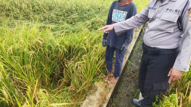 Cari Jerami di Sawah, Seorang Kakek Tewas Tersambar Petir