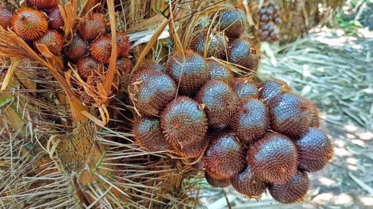 Salak Pondoh Sleman Mendunia, Produksi Naik Berkat Peremajaan