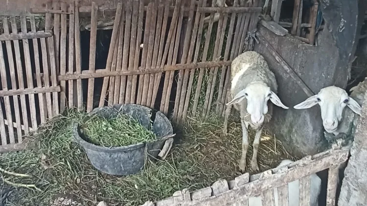 Triwidadi Farm Lahirkan Inovasi Ketahanan Pangan