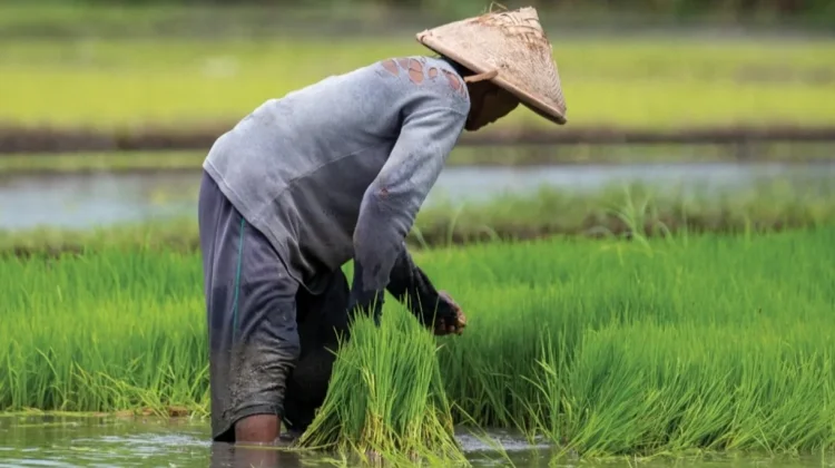 Daya Beli Petani DIY Turun