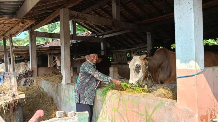 Permintaan Sapi di Sleman Naik jelang Iduladha, Pembeli Inden Dua Bulan