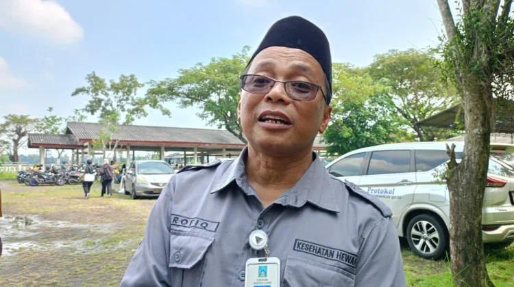 Populasi Melimpah, Harga Kambing Kurban di Sleman Anjlok
