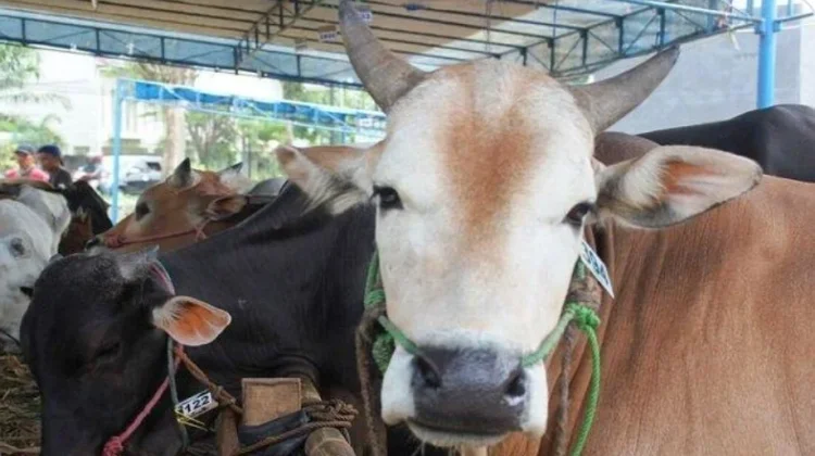Apakah Hewan Kurban Harus Jantan? Ini Alasannya