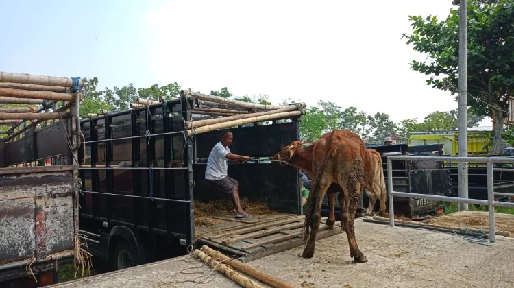 Sembilan Sapi di Sleman Diincar Jadi Sapi Kurban Presiden