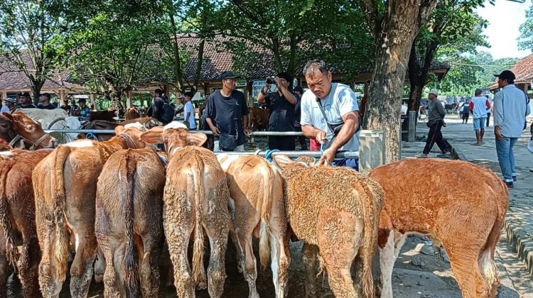 Dipastikan Steril, Sapi Disemprot Disinfektan sebelum Masuk Pasar Hewan