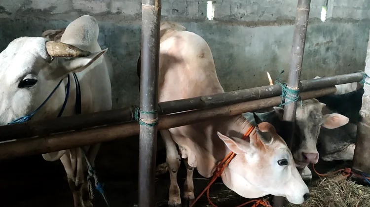 Populasi Sapi Pejantan Terbatas, DKPP Bantul Optimalkan Inseminasi Buatan