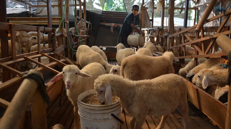 Di Tengah Isu Keterbatasan, Stok Hewan Kurban Bantul Aman Jelang Iduladha