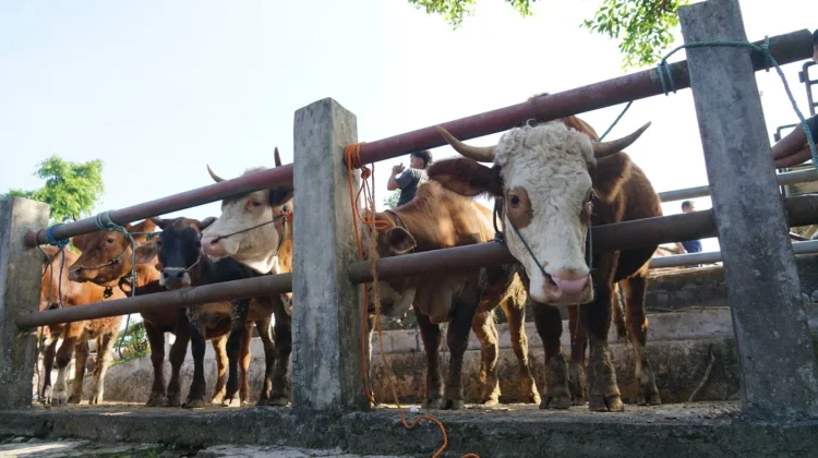 Menjelang Iduladha, Gunungkidul Surplus Hewan Kurban