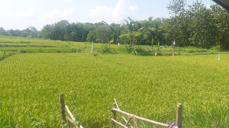Terhindar dari Dampak El-Nino 2026, Gunungkidul Siap Panen Padi