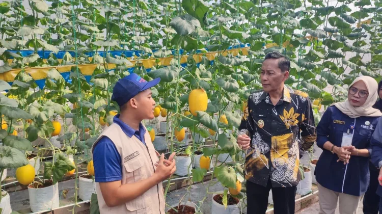 Peluang Menjanjikan Budidaya Melon Premium di SMKN 1 Pandak