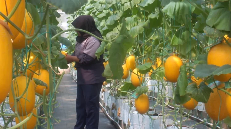 Dorong Minat Petani Muda lewat Budidaya Melon Premium di SMKN 1 Pandak