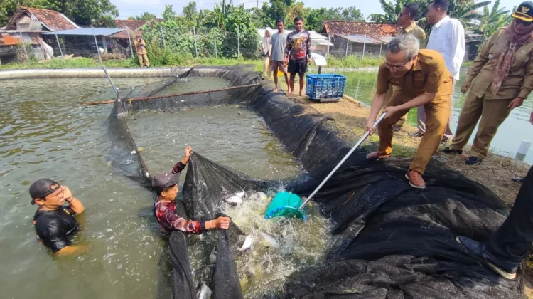 Berhasil, Budidaya Ikan Patin di Jetis Bantul Diprediksi Capai 3,5 Ton
