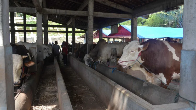 Menjelang Iduladha, Stok Hewan Kurban Yogyakarta Aman dan Diawasi Ketat