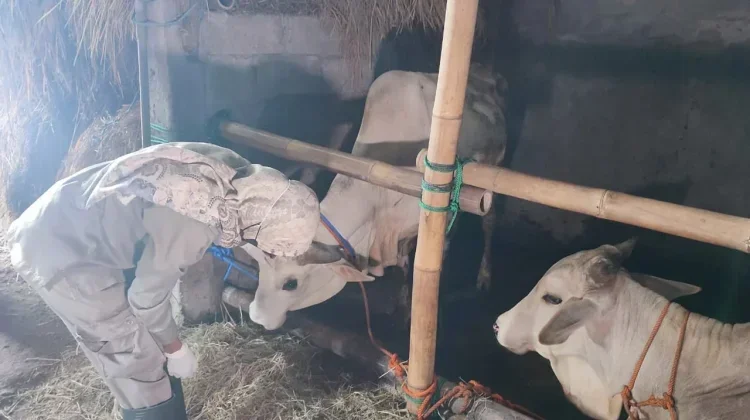 DKPP Bantul Larang Limbah Kurban Dibuang di Sungai