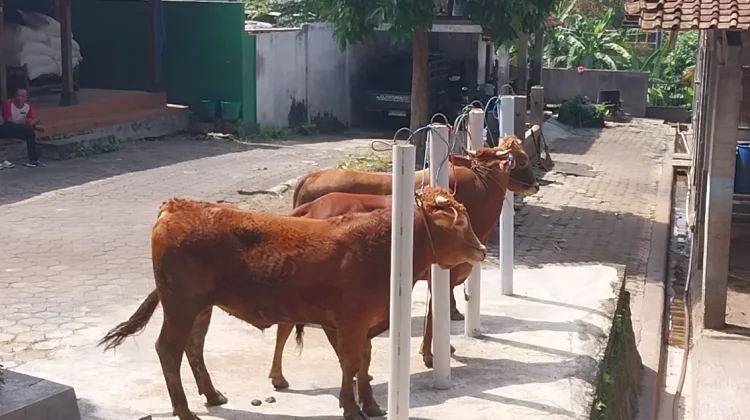 Warga Kota Yogyakarta Diimbau Tidak Gunakan Plastik untuk Bungkus Daging Kurban