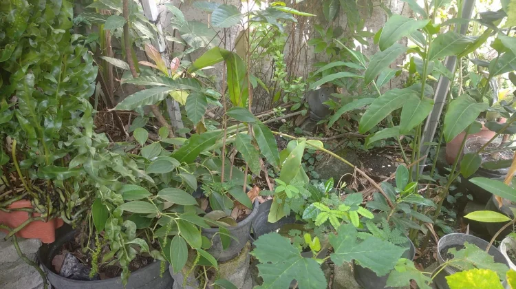 Memanfaatkan Pekarangan dengan Tanaman Apotek Hidup
