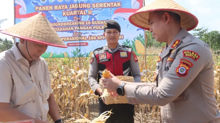 Dukung Ketahanan Pangan, Polres Bantul Panen Raya Jagung di Sanden